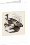 Ruffed Grouse by Anonymous