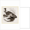 Ruffed Grouse by Anonymous