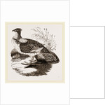 Ruffed Grouse by Anonymous