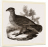 Dusky Grouse by Anonymous