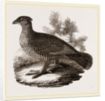 Dusky Grouse by Anonymous