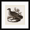 Dusky Grouse by Anonymous
