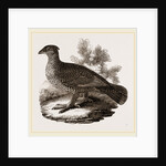 Dusky Grouse by Anonymous