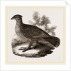 Dusky Grouse by Anonymous