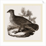 Dusky Grouse by Anonymous