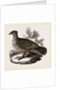 Dusky Grouse by Anonymous