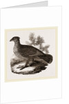 Dusky Grouse by Anonymous