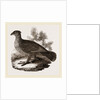 Dusky Grouse by Anonymous
