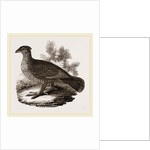 Dusky Grouse by Anonymous