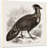 Hastings' Horned Pheasant Male by Anonymous
