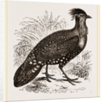Hastings' Horned Pheasant Male by Anonymous