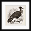 Hastings' Horned Pheasant Male by Anonymous