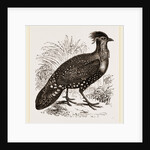 Hastings' Horned Pheasant Male by Anonymous