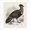Hastings' Horned Pheasant Male by Anonymous