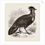 Hastings' Horned Pheasant Male by Anonymous