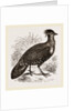 Hastings' Horned Pheasant Male by Anonymous