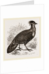Hastings' Horned Pheasant Male by Anonymous