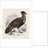 Hastings' Horned Pheasant Male by Anonymous