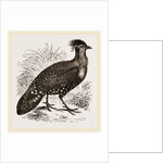 Hastings' Horned Pheasant Male by Anonymous