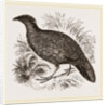 Hastings' Horned Pheasant Female by Anonymous