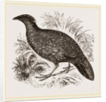 Hastings' Horned Pheasant Female by Anonymous