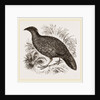 Hastings' Horned Pheasant Female by Anonymous