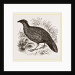 Hastings' Horned Pheasant Female by Anonymous