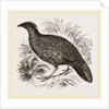 Hastings' Horned Pheasant Female by Anonymous