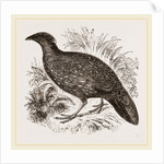 Hastings' Horned Pheasant Female by Anonymous