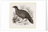 Hastings' Horned Pheasant Female by Anonymous