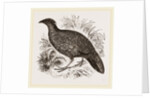 Hastings' Horned Pheasant Female by Anonymous