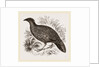 Hastings' Horned Pheasant Female by Anonymous