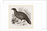 Hastings' Horned Pheasant Female by Anonymous