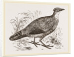Impeyan Pheasant Female by Anonymous