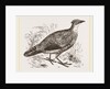 Impeyan Pheasant Female by Anonymous