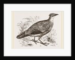 Impeyan Pheasant Female by Anonymous