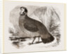 Temminck's Horned Pheasant by Anonymous