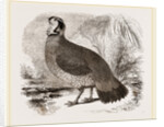 Temminck's Horned Pheasant by Anonymous