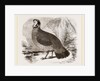 Temminck's Horned Pheasant by Anonymous