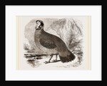 Temminck's Horned Pheasant by Anonymous