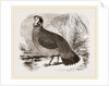 Temminck's Horned Pheasant by Anonymous