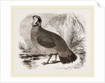 Temminck's Horned Pheasant by Anonymous