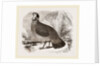 Temminck's Horned Pheasant by Anonymous
