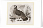 Temminck's Horned Pheasant by Anonymous