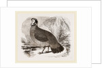 Temminck's Horned Pheasant by Anonymous