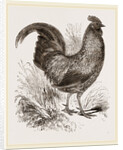 Sonnerat's Jungle-Fowl Male by Anonymous