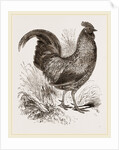 Sonnerat's Jungle-Fowl Male by Anonymous
