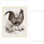 Sonnerat's Jungle-Fowl Male by Anonymous