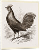 Bankiva Jungle Fowl by Anonymous