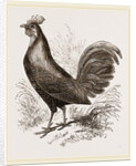 Bankiva Jungle Fowl by Anonymous